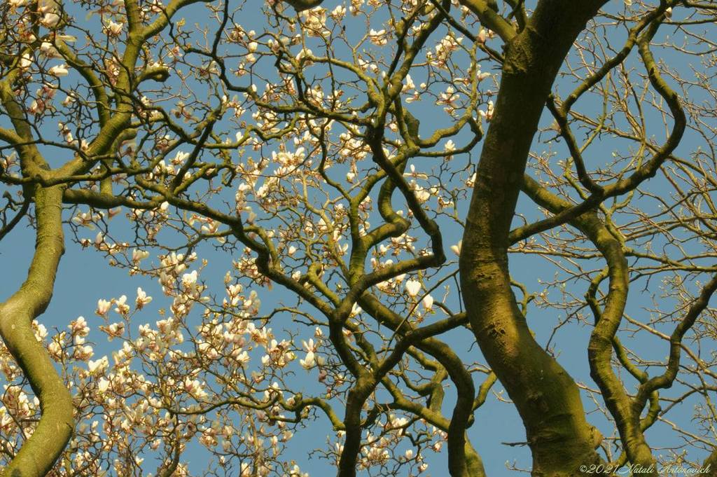 Album "Spring. Magnolia" | Fotografiebild "Parallelen" von Natali Antonovich im Sammlung/Foto Lager.