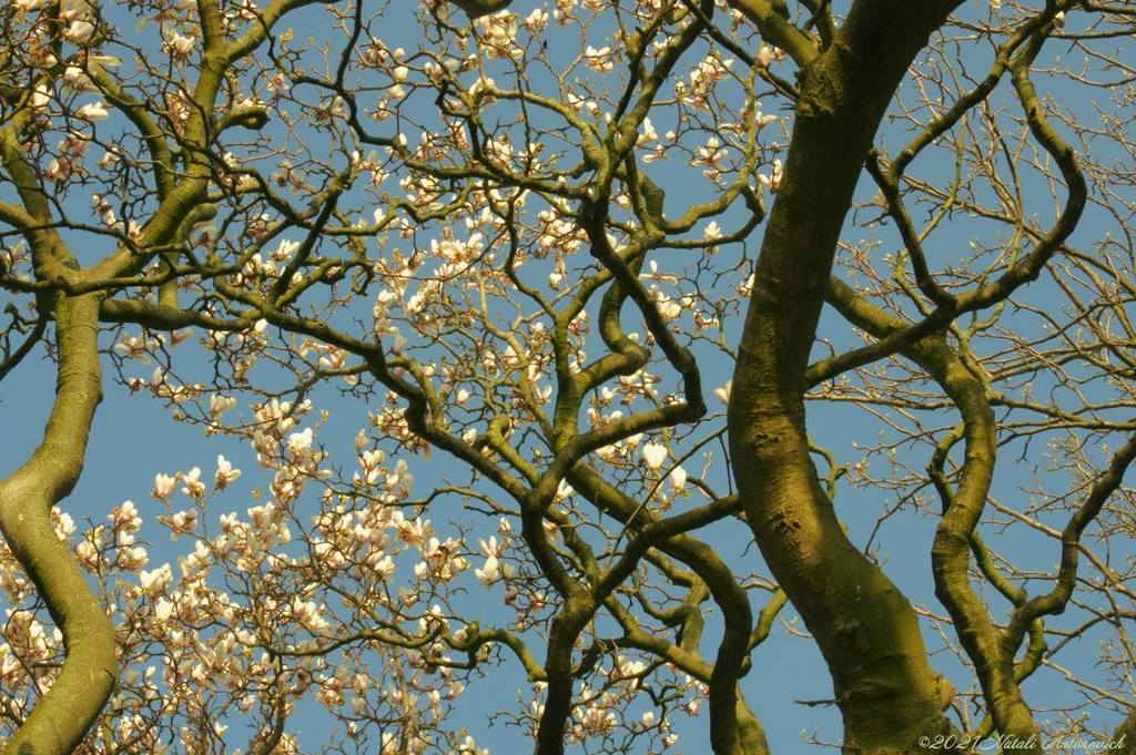Photography image "Spring. Magnolia" by Natali Antonovich | Photostock.
