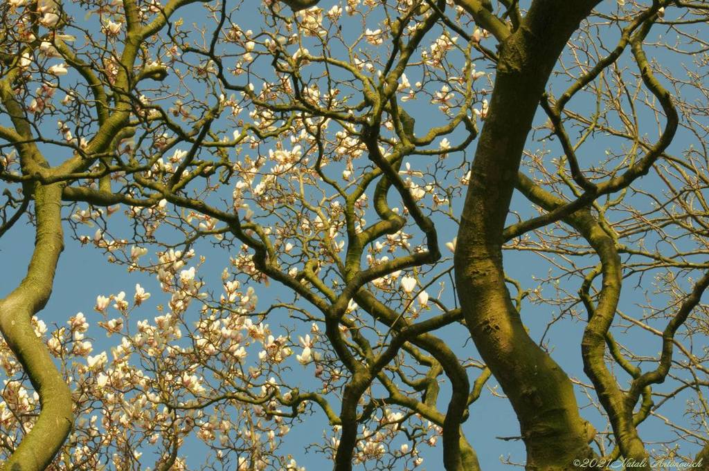 Album  "Spring. Magnolia" | Photography image " Spring" by Natali Antonovich in Photostock.