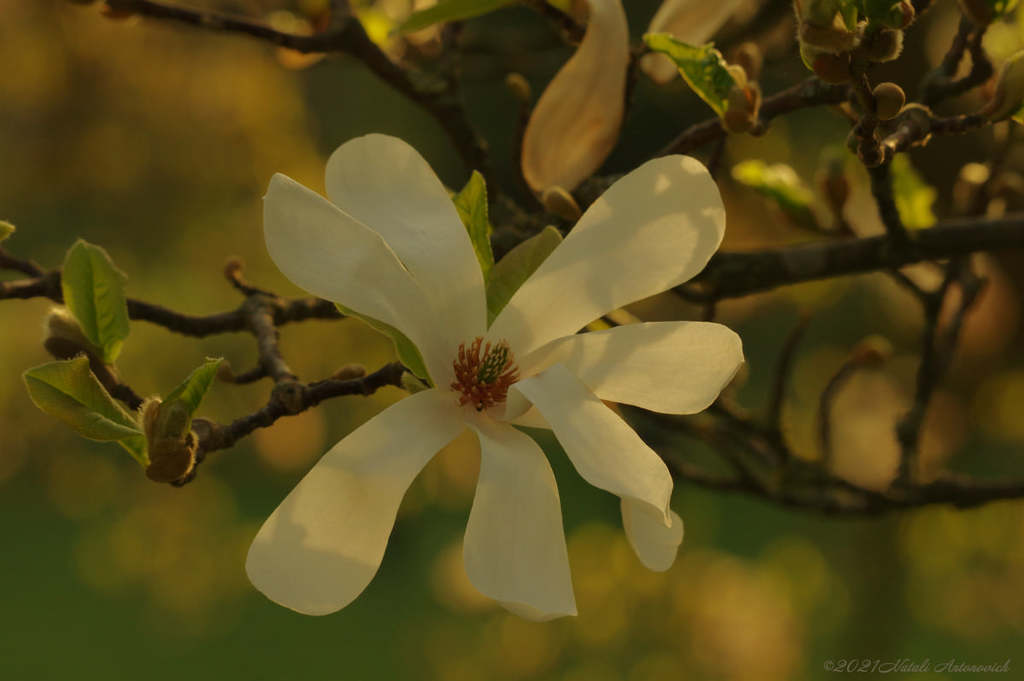 Album "Spring. Magnolia" | Fotografie afbeelding "Lente" door Natali Antonovich in Archief/Foto Voorraad.