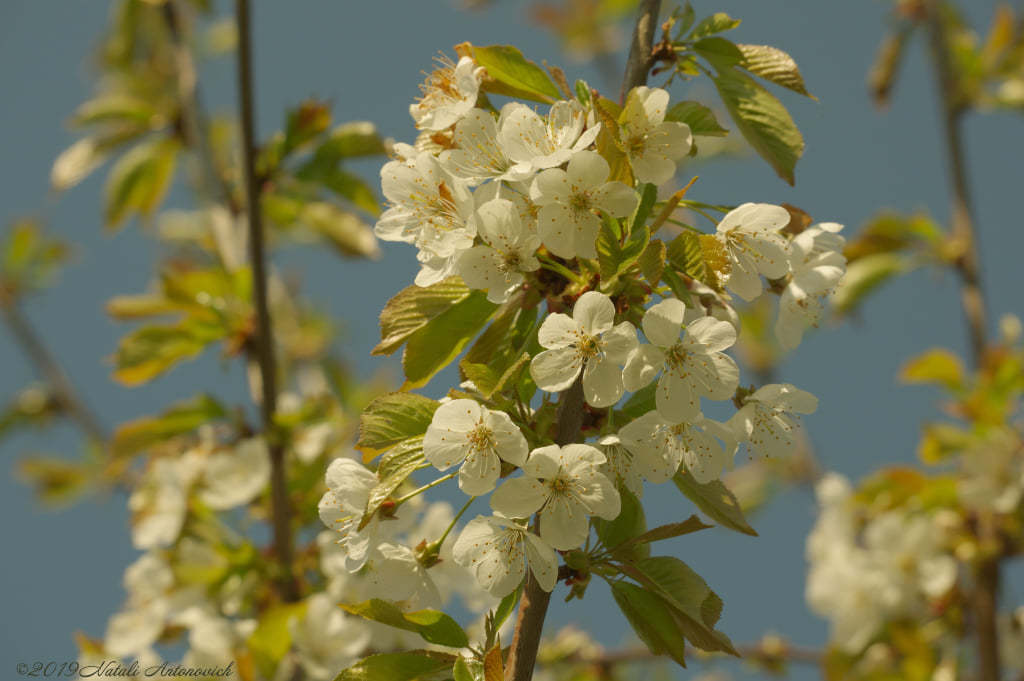 Album "Spring. Cherry blossoms" | Fotografie afbeelding "Lente" door Natali Antonovich in Archief/Foto Voorraad.