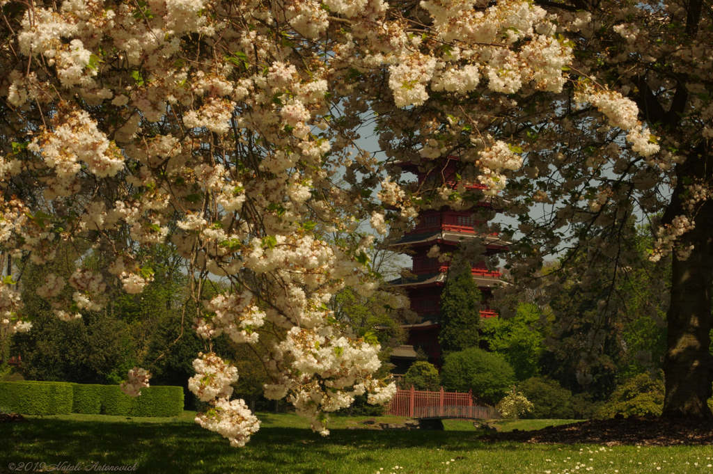 Album "Spring. Cherry blossoms. Belgium" | Fotografie afbeelding " Brussel" door Natali Antonovich in Archief/Foto Voorraad.