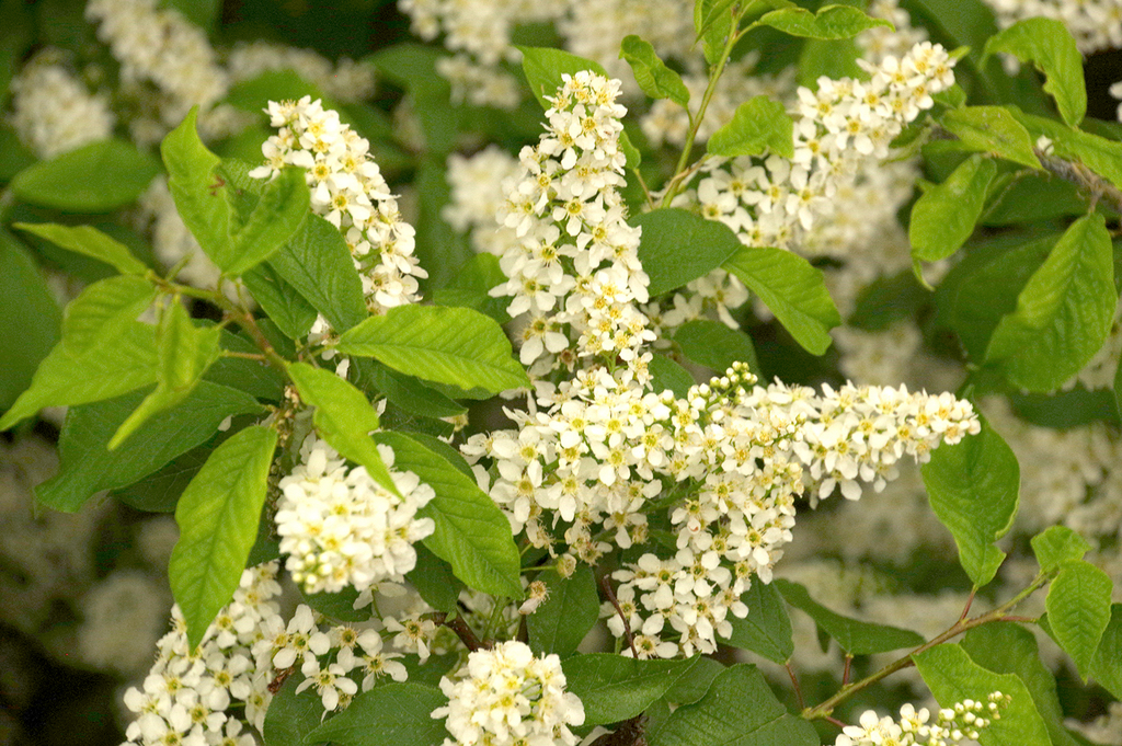 Photography image "Bird cherry" by Natali Antonovich | Photostock.