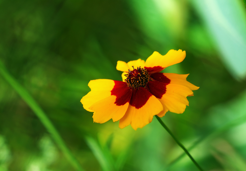 Photography image "Image without title" by Natali Antonovich | Photostock.