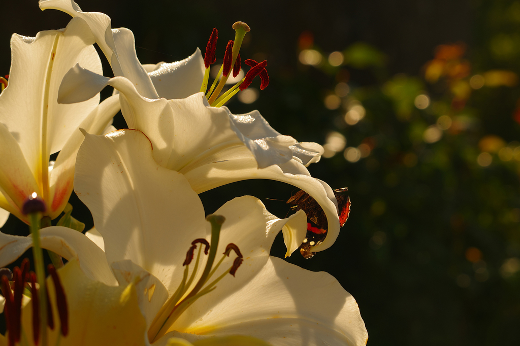 Photography image "Lilies" by Natali Antonovich | Photostock.