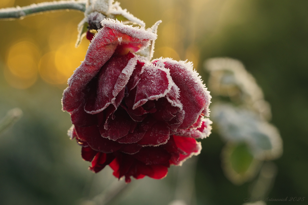 Фотография "Зима. " от Натали Антонович | Aрхив/Банк Фотографий
