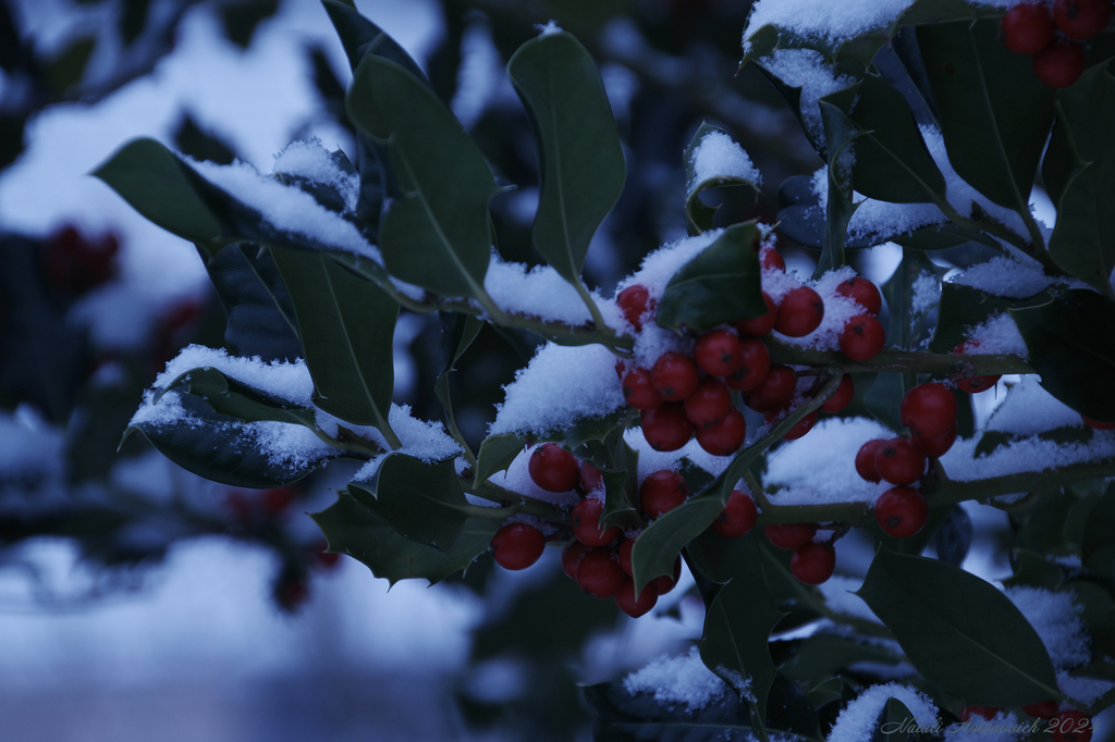 Фотография "Зима. " от Натали Антонович | Aрхив/Банк Фотографий