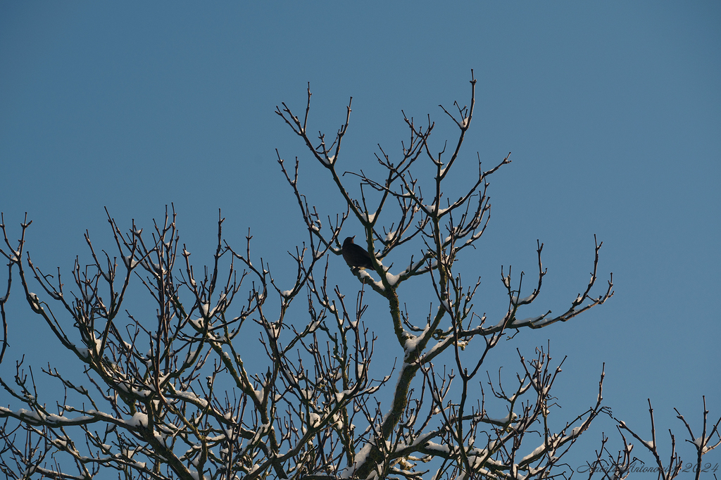 Фотография "Зима. " от Натали Антонович | Aрхив/Банк Фотографий