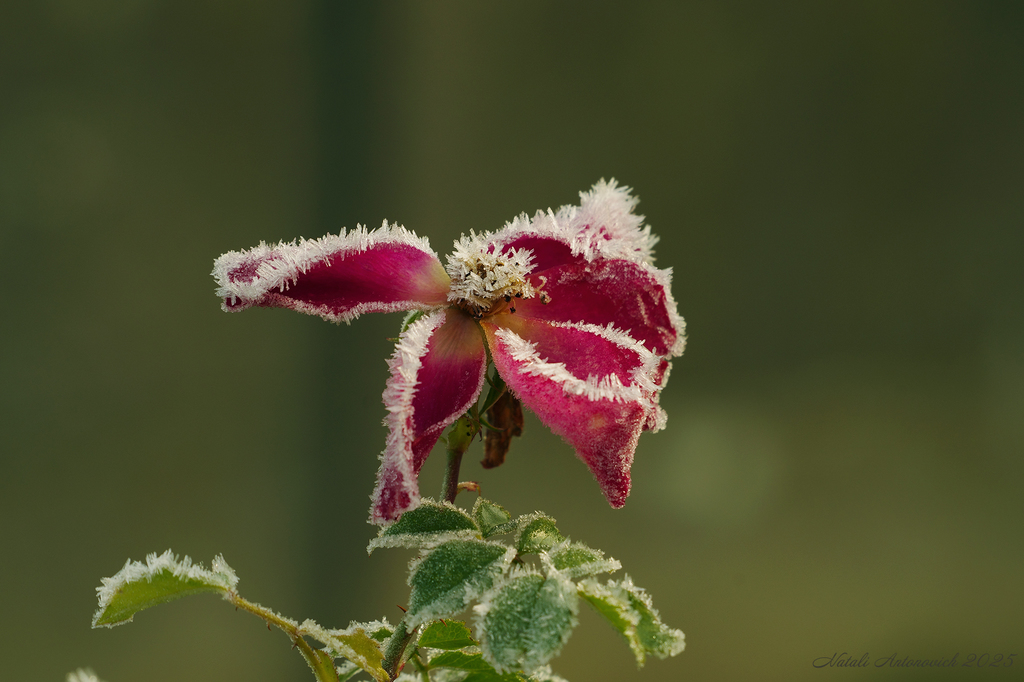 Фотография "Зима. " от Натали Антонович | Aрхив/Банк Фотографий