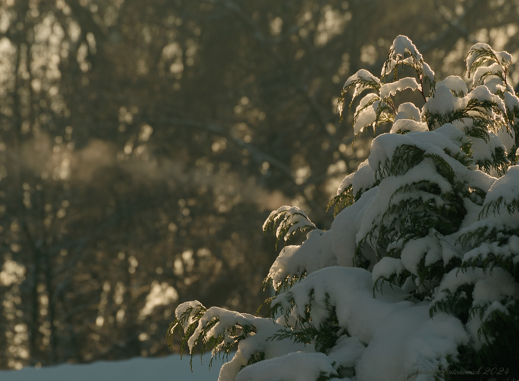Фотография "Зима. " от Натали Антонович | Aрхив/Банк Фотографий