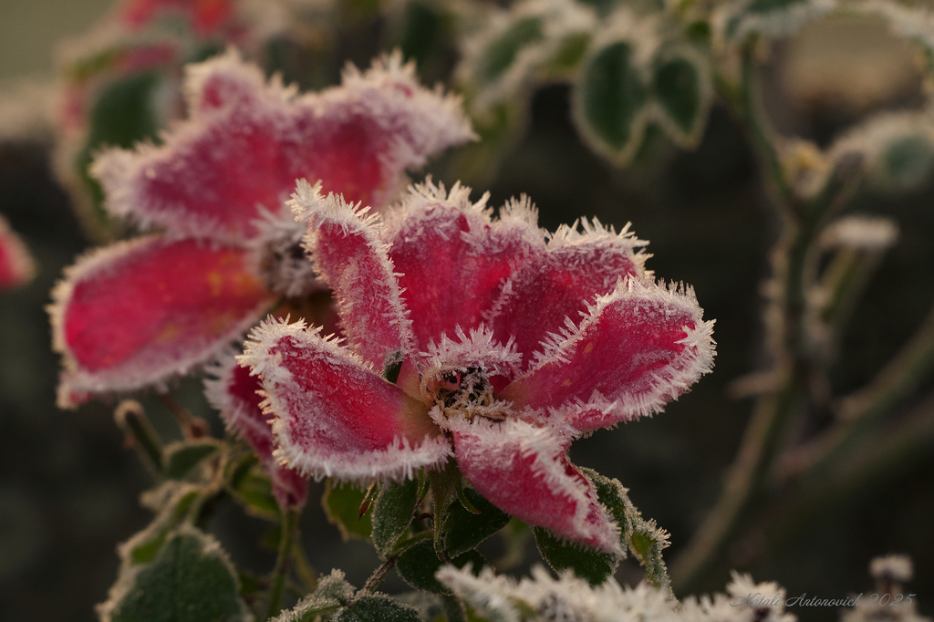 Фотография "Зима" от Натали Антонович | Aрхив/Банк Фотографий