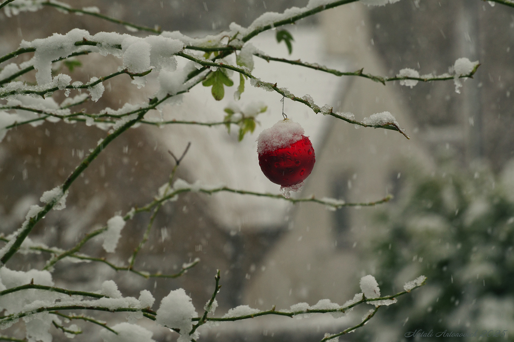Фотография "Зима" от Натали Антонович | Aрхив/Банк Фотографий