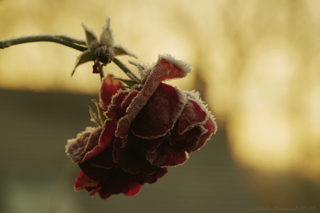 Фотография "Зима" от Натали Антонович | Aрхив/Банк Фотографий