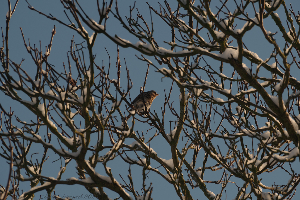 Фотография "Зима" от Натали Антонович | Aрхив/Банк Фотографий