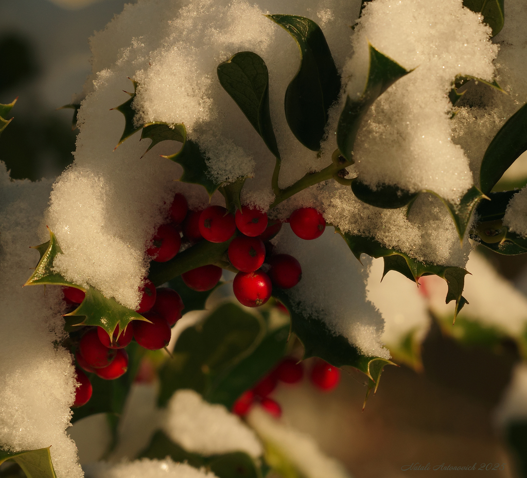 Фотография "Зима" от Натали Антонович | Aрхив/Банк Фотографий