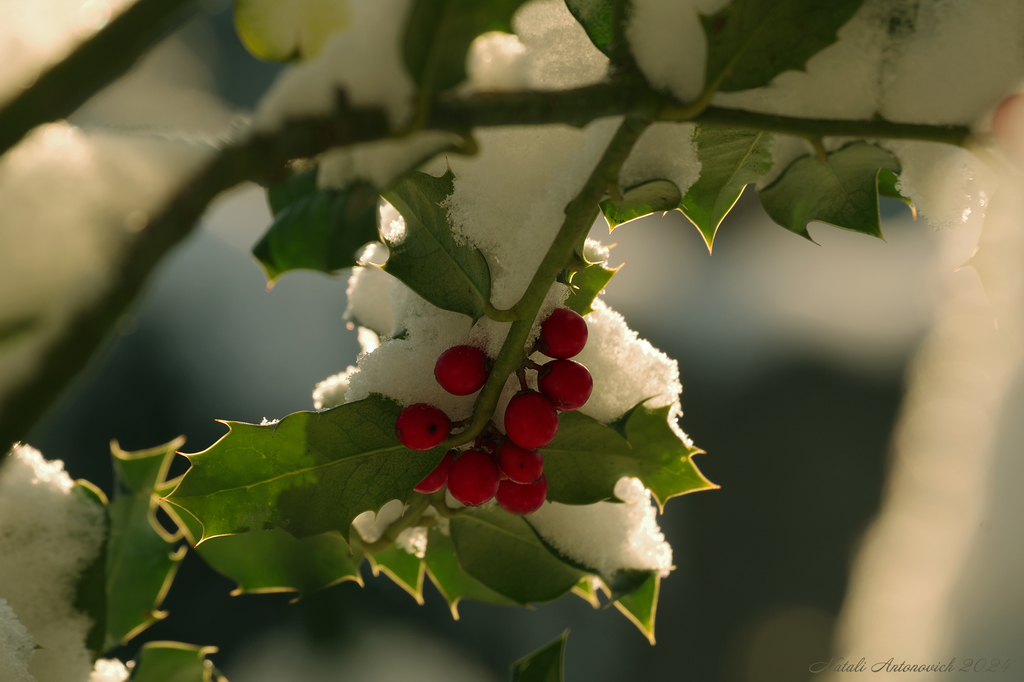 Фотография "Зима" от Натали Антонович | Aрхив/Банк Фотографий