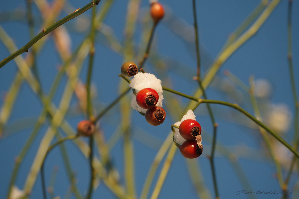Фотография "Зима" от Натали Антонович | Aрхив/Банк Фотографий
