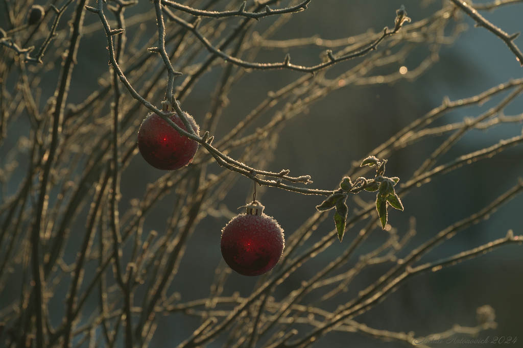 Фотография "Зима" от Натали Антонович | Aрхив/Банк Фотографий