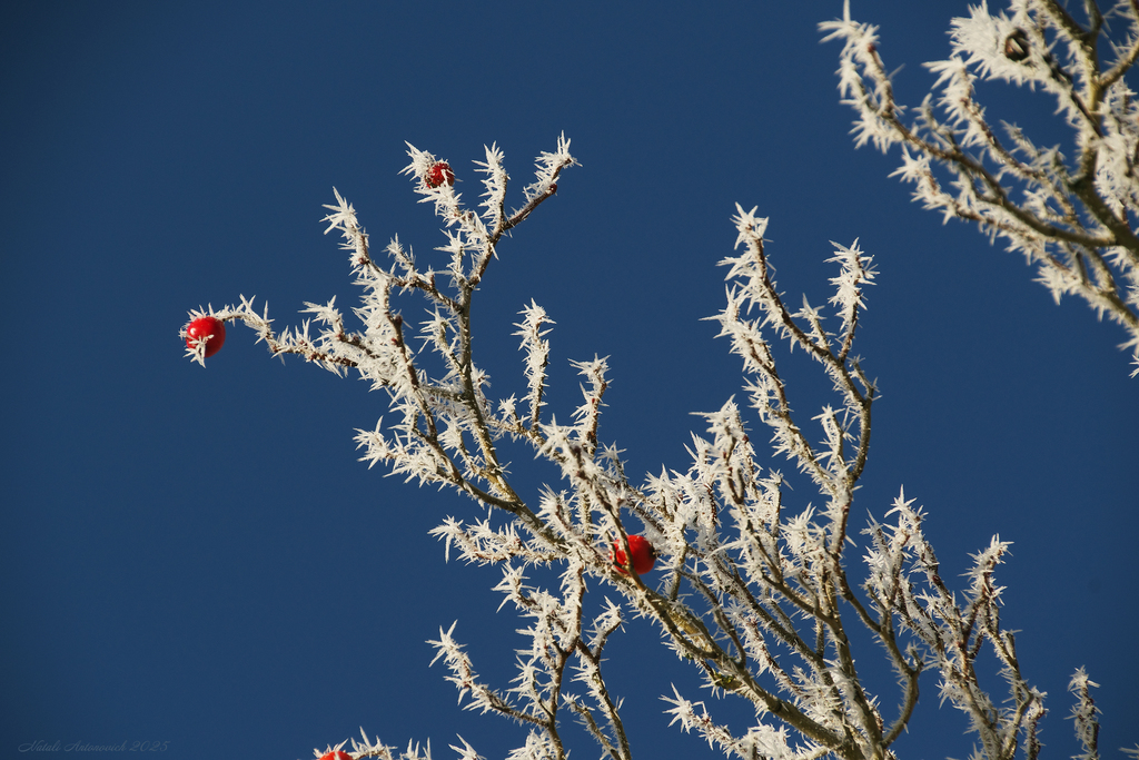 Фотография "Зима" от Натали Антонович | Aрхив/Банк Фотографий