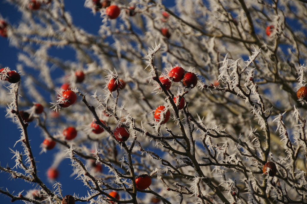 Фотография "Зима" от Натали Антонович | Aрхив/Банк Фотографий