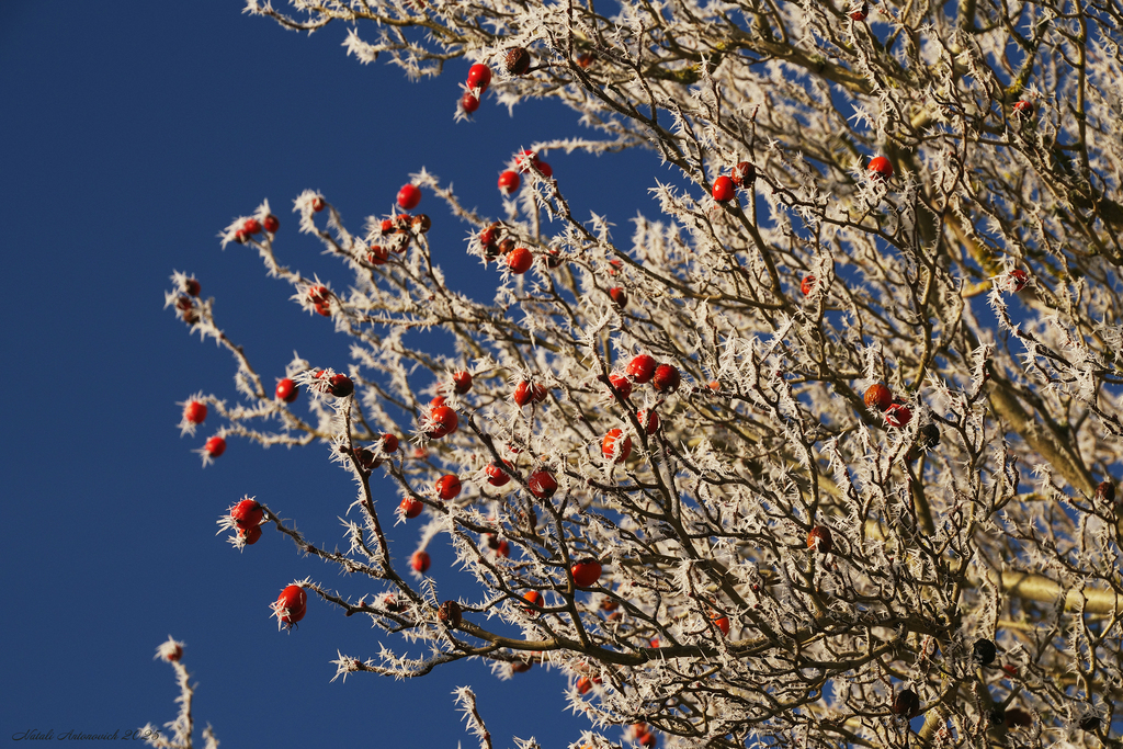 Фотография "Зима" от Натали Антонович | Aрхив/Банк Фотографий